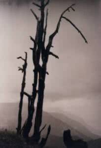 Καμένο δέντρο από ναπάλμ στον Γράμμο
