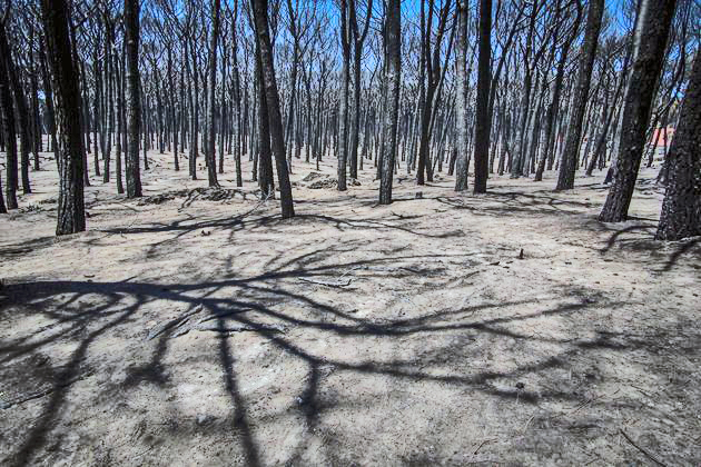 Italy Wildfires